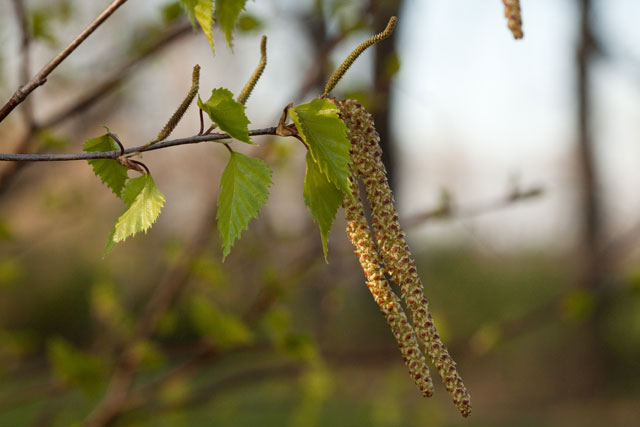 weeping brich flowers