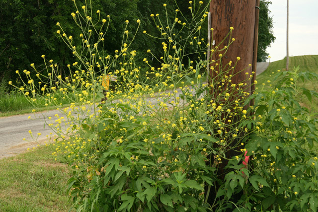 black mustard