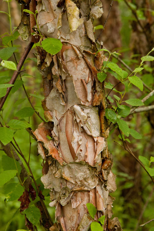 river birch bark