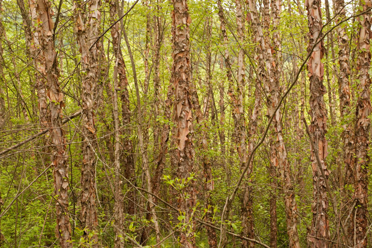 river birch forest
