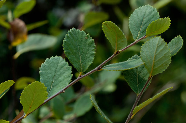 swamp birch