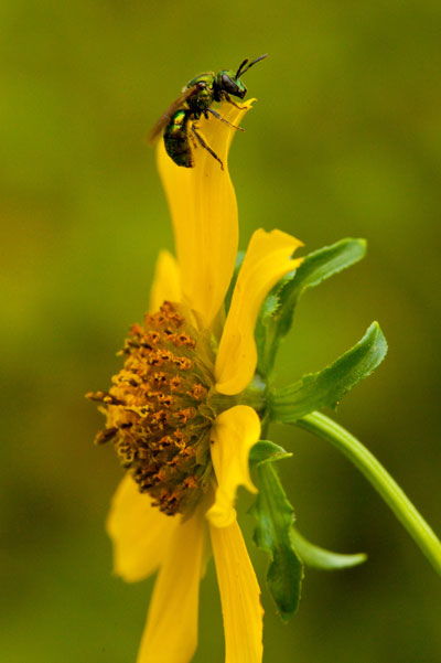 nodding beggar's ticks