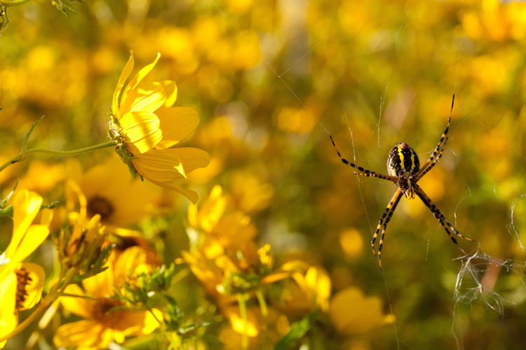 Bidens and Argiope