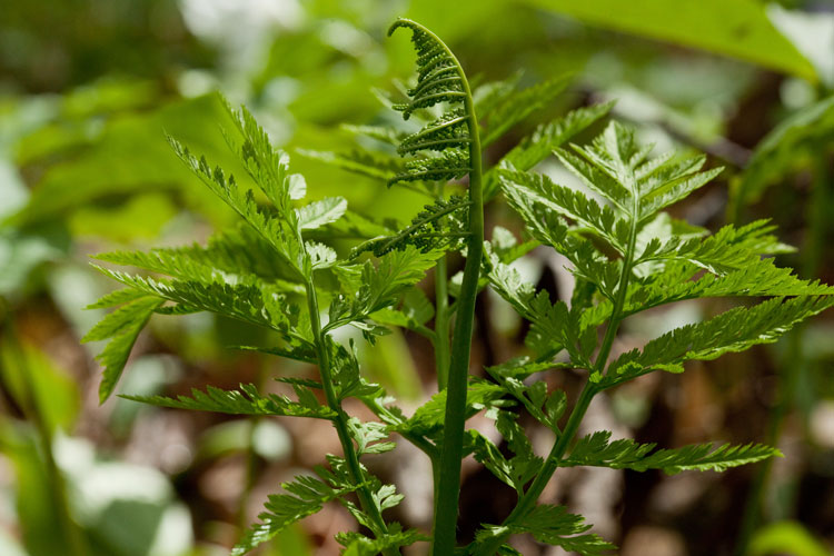 rattlesnake fern