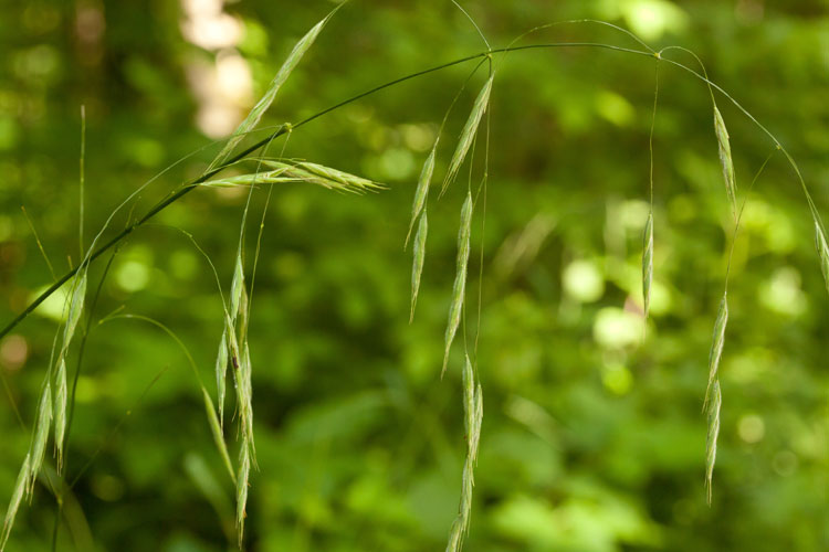 Canada brome panicle