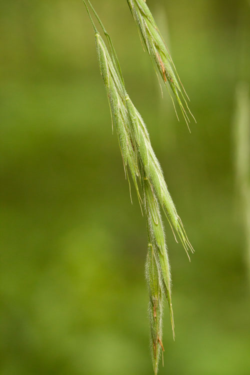 Canada brome spikelets