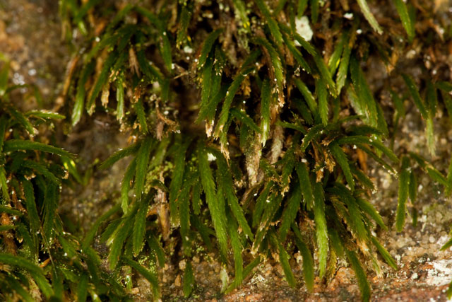 sword moss