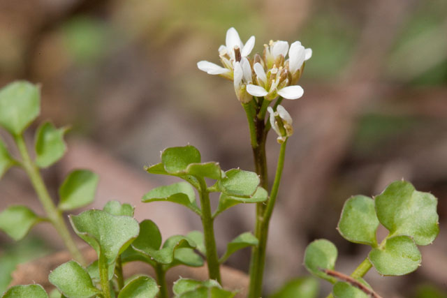 hoary bitter-cress