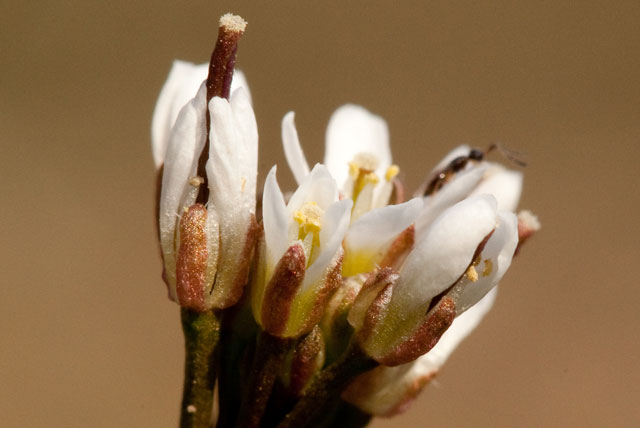 Cardamine flower