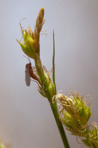 Carex communis