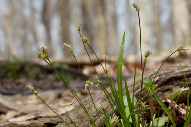 Carex communis