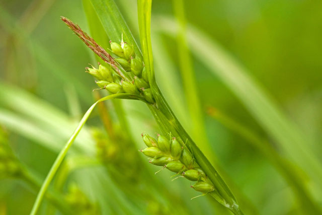 loose-flowered woodland sedge