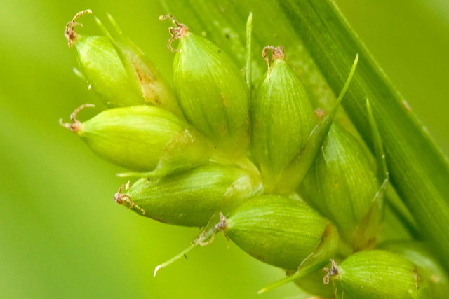 sedge flowers