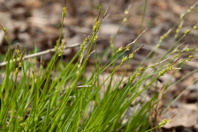 Carex pensylvanica