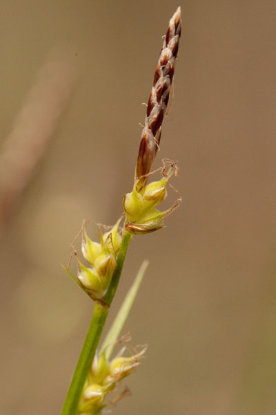 Carex pensylvanica flowers