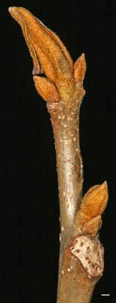 bitternut hickort twig