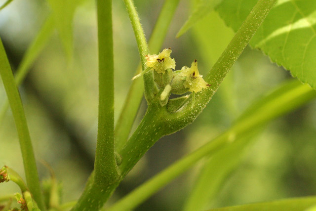 shelbark hickory pistillate flowers