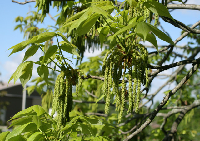 shellbark hickory