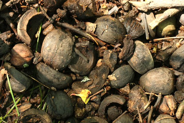 hickory nuts on ground