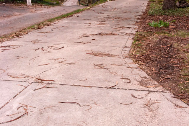 catalpa fruits adorn driveway