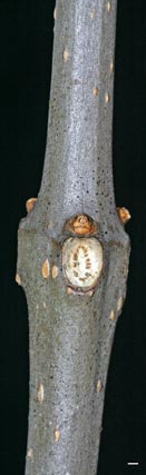 catalpa twig
