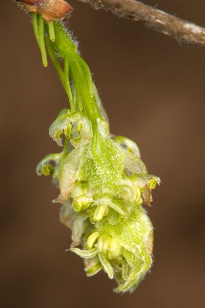 hacberry fflowers