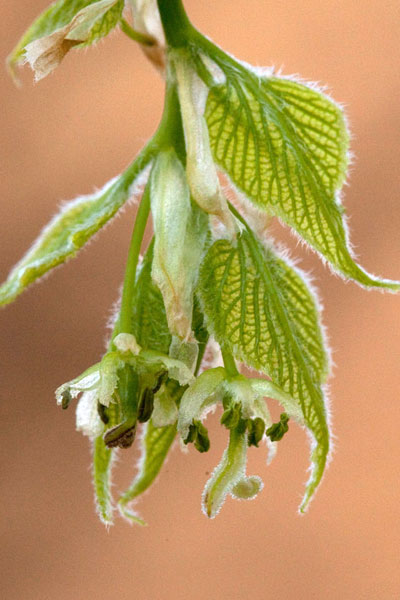 hackberry young fruits