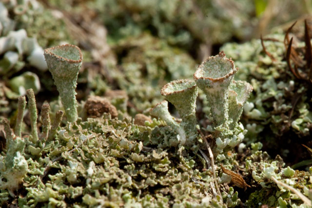 pyxie-cup lichen
