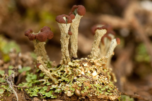 Cladonia polycarpoides