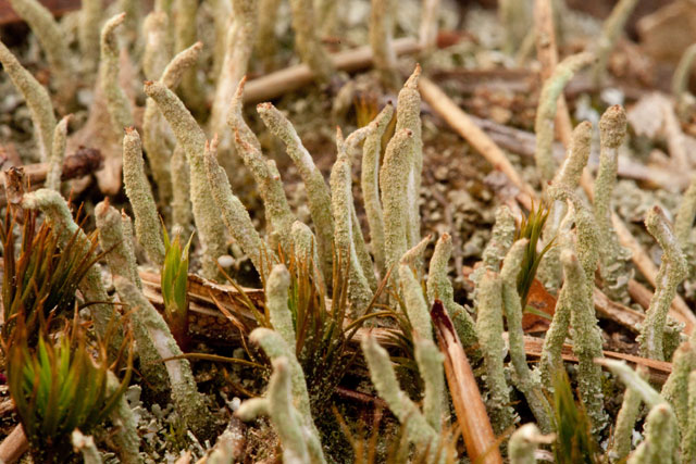 pizzling Cladonia