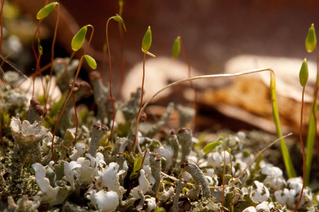 Cladonia sobolescens