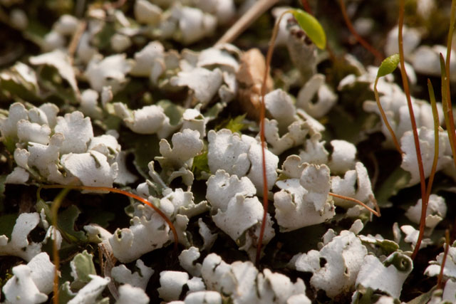 Cladonia sobolescens primary thallus