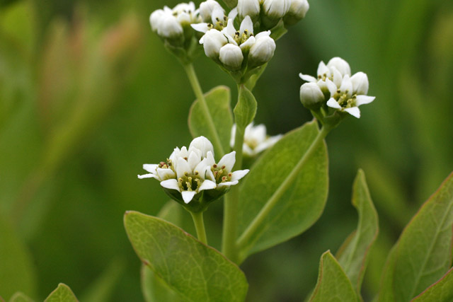 bastard-toadflax