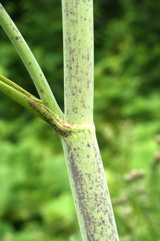 hemlock stem before