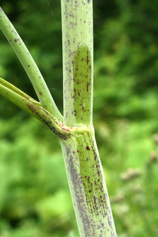 hemlock stem after