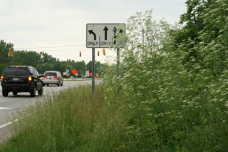 poison hemlock