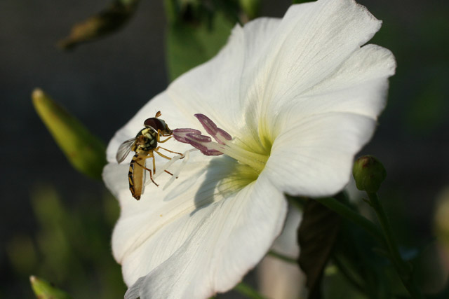 field bindweed