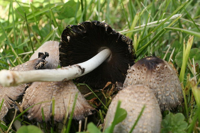 Coprinus atramentareus