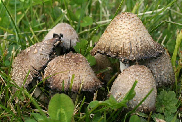 Coprinus atramentarius