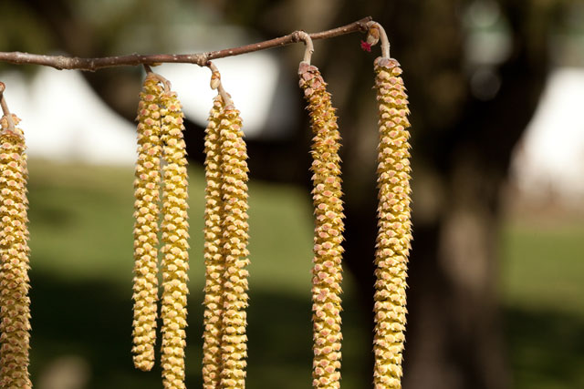 filbert flowering