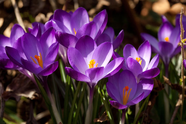 crocus