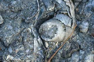 fossil horn coral interior