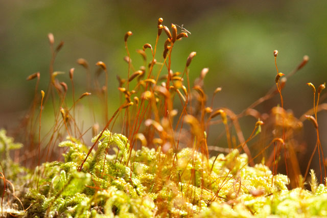 Callicladium haldanianum