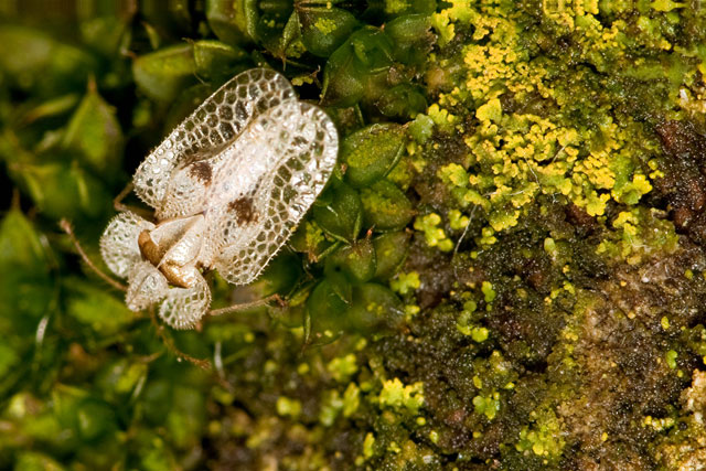 Candelaria and lace bug