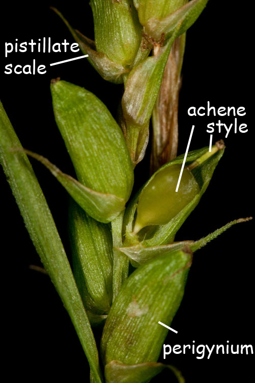 Carex amphibola