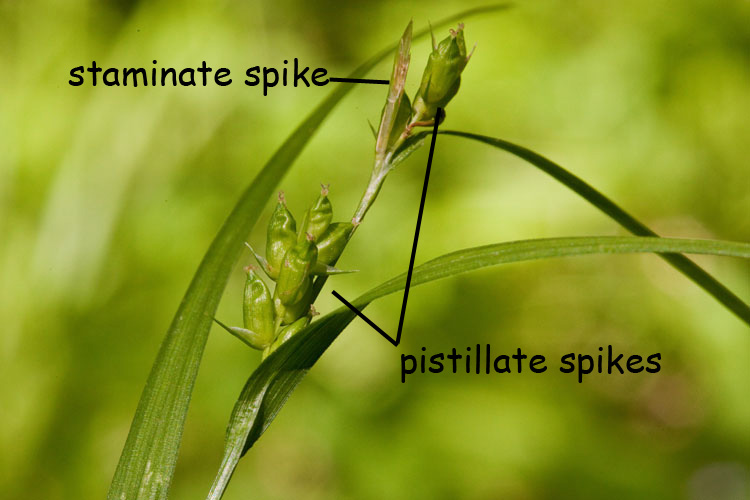 Carex amphibola