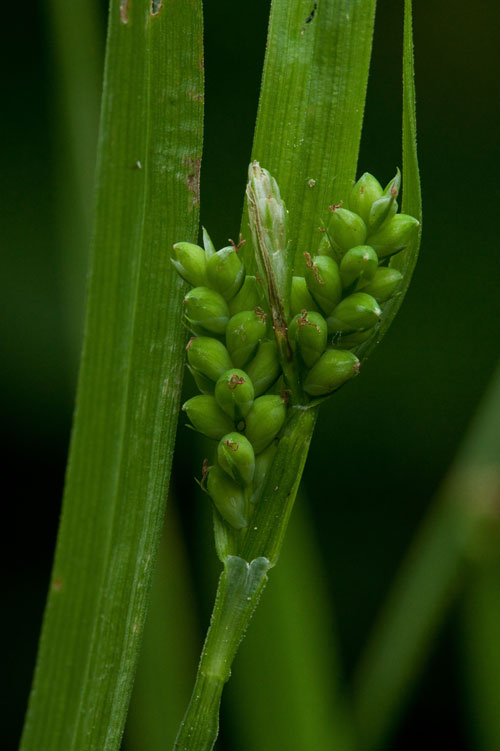 Carex blanda