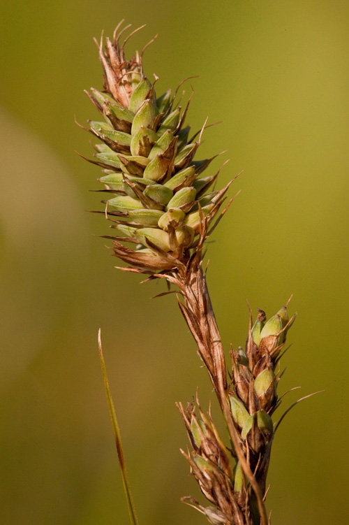 Carex buxbaumii