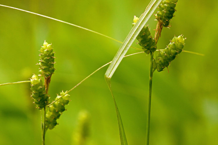 Carex caroliniana