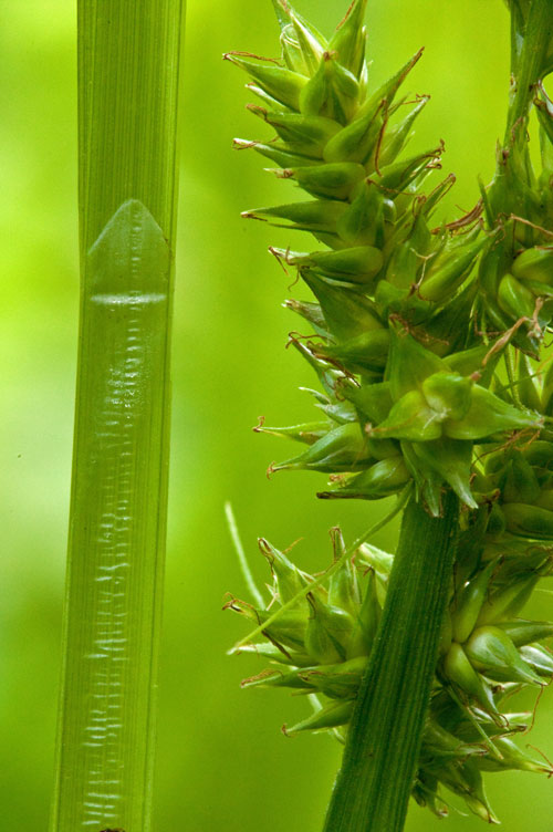 Carex conjuncta